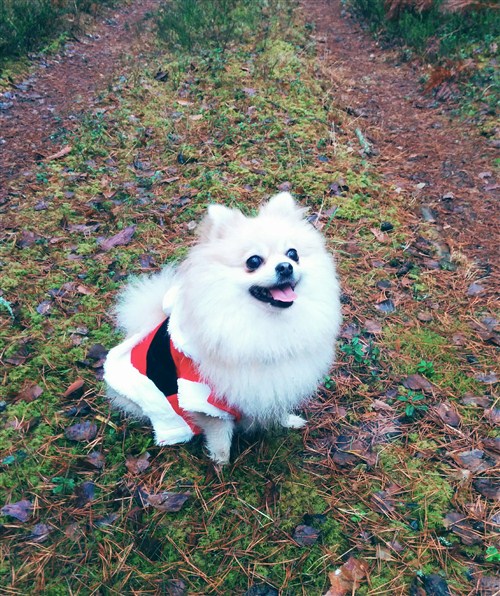 Masjka in Santa costume