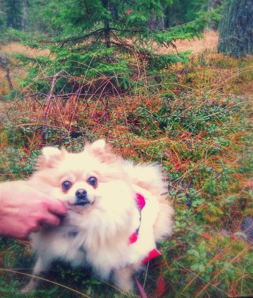 Masjka and Christmas tree
