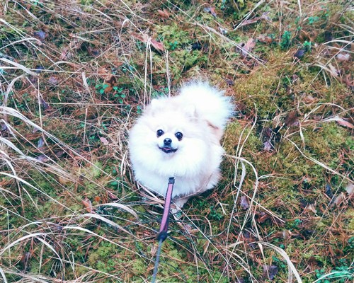 Masjka and green grass